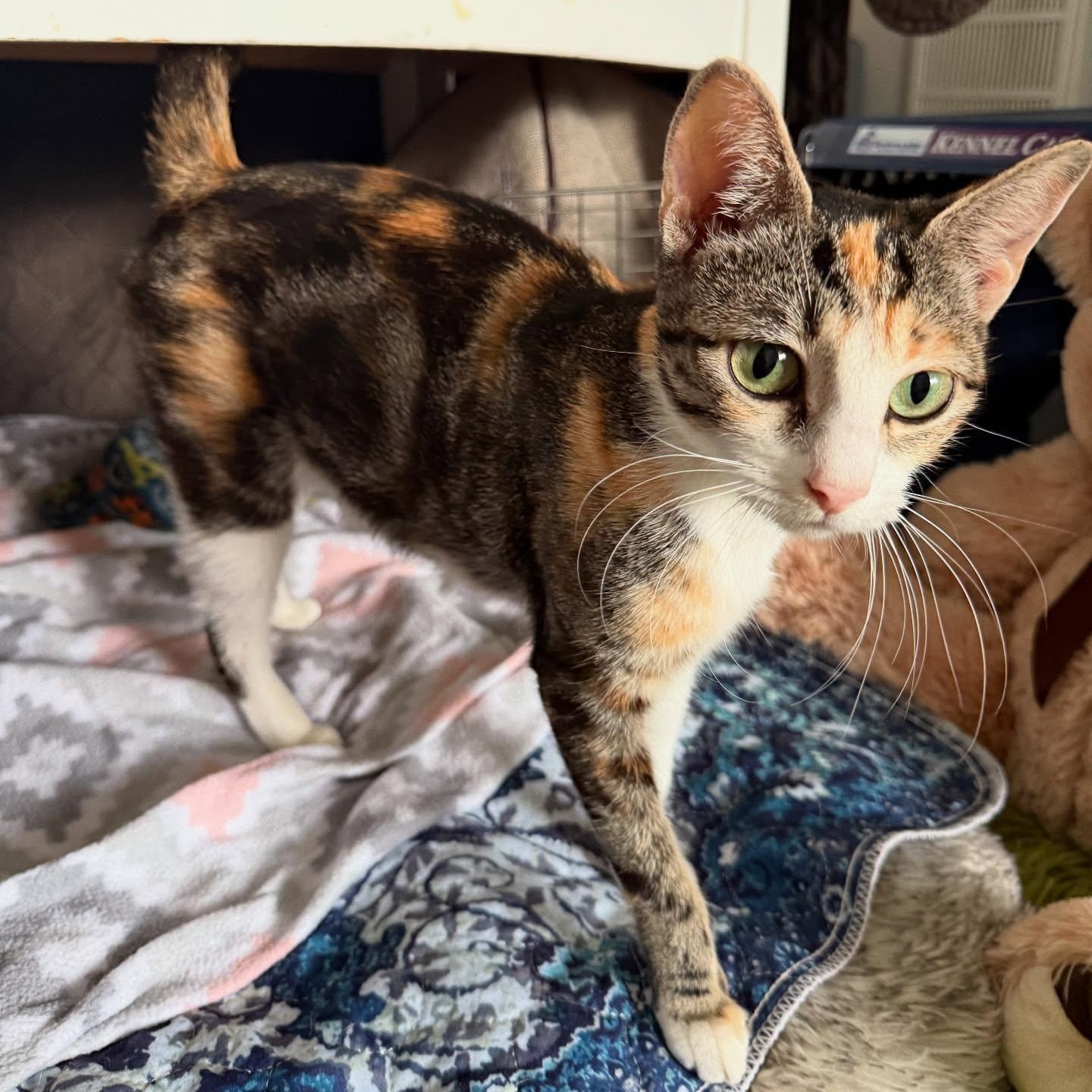 Sabrina *Super Loving Calico*