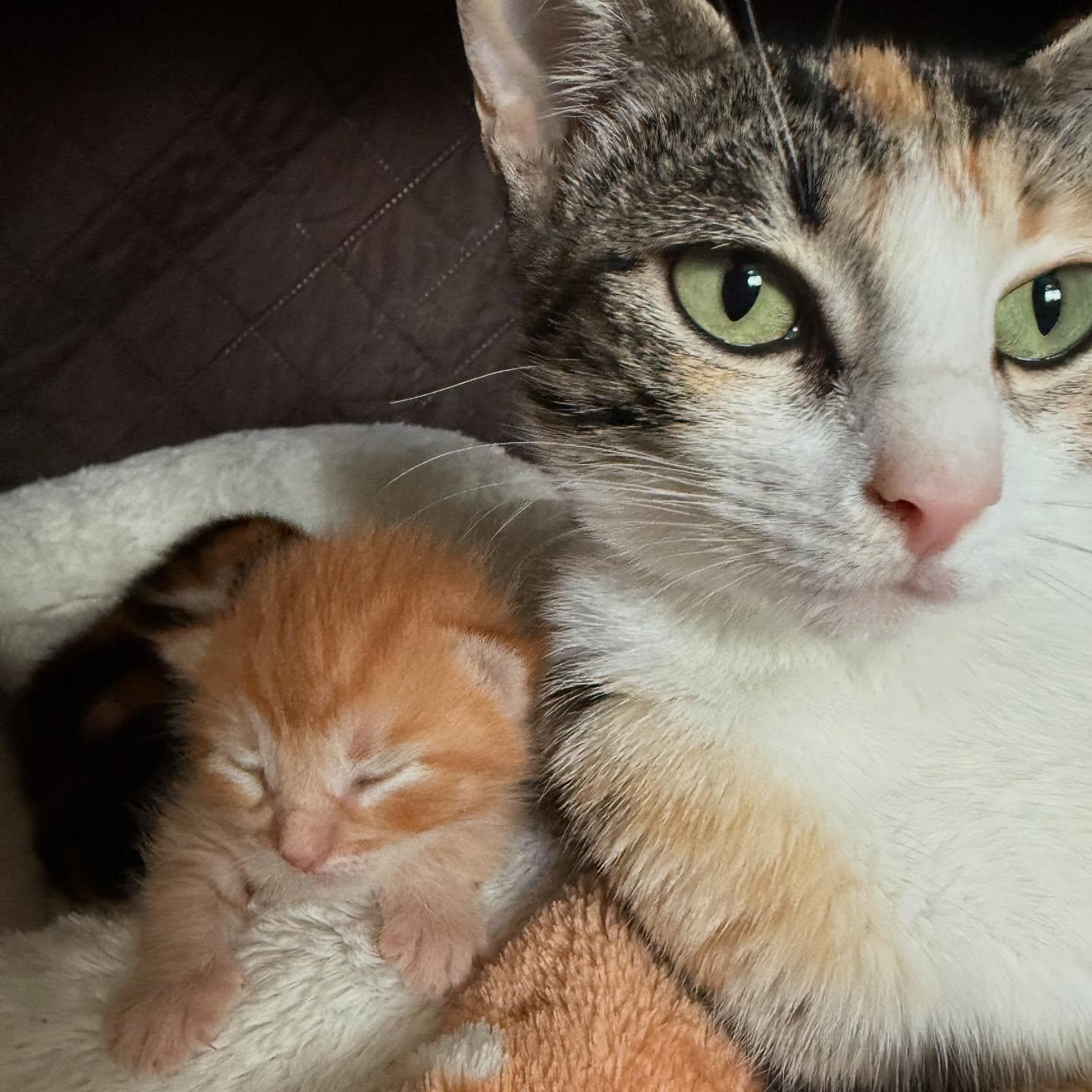 Sabrina *Super Loving Calico*