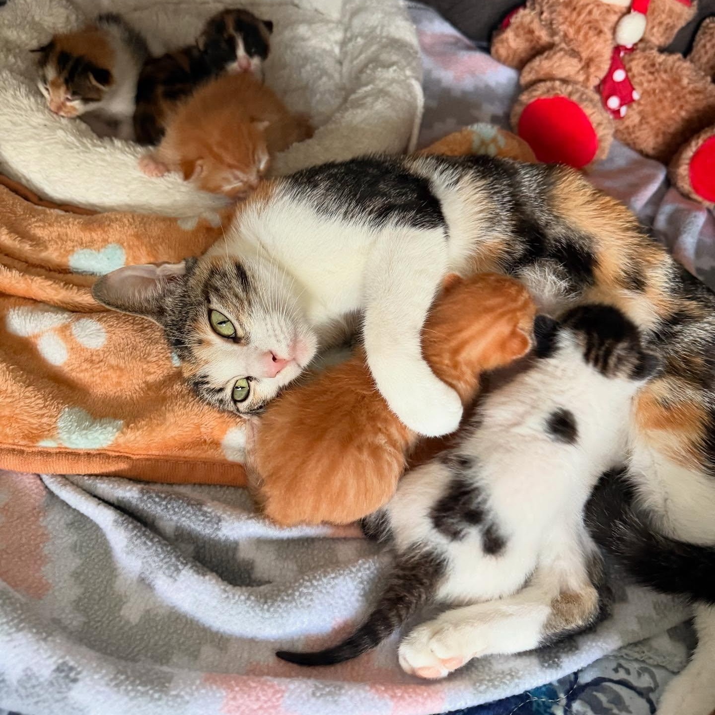 Sabrina *Super Loving Calico*