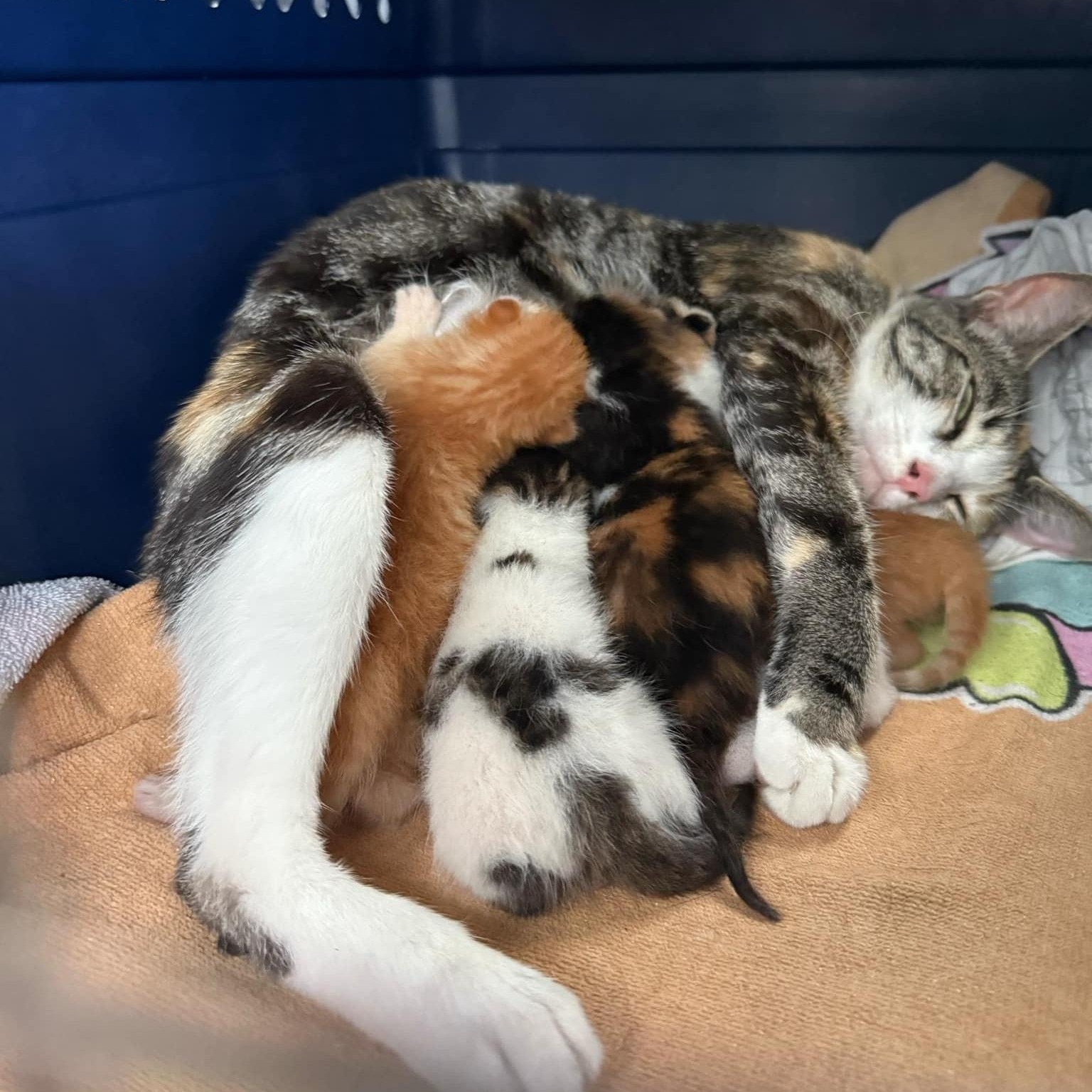 Sabrina *Super Loving Calico*