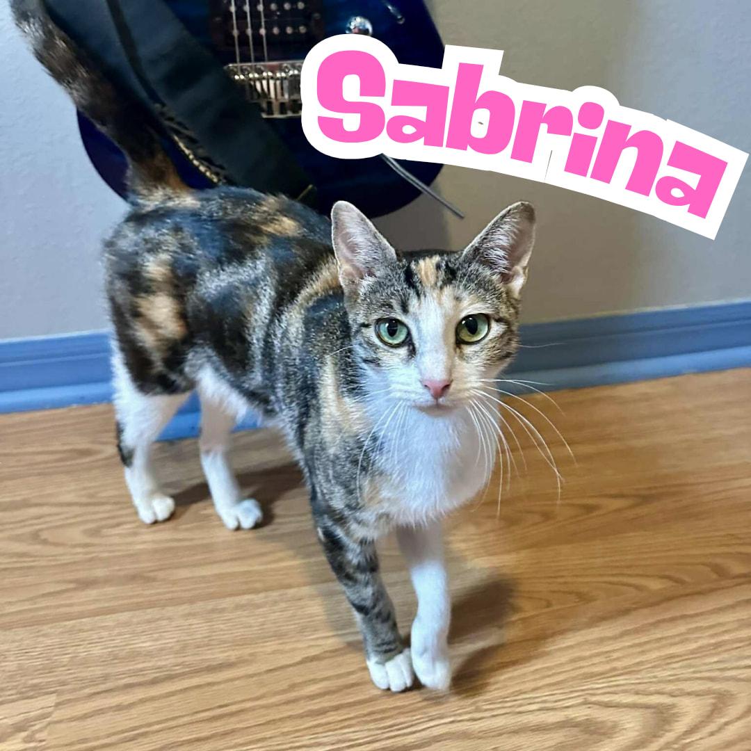 Sabrina *Super Loving Calico*