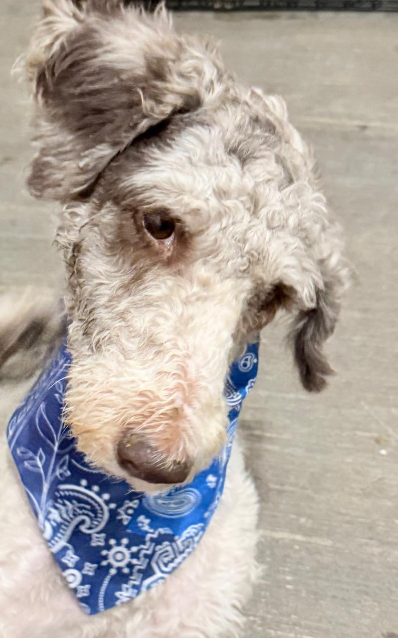 EDY, Adopted, Adult Male Labradoodle.