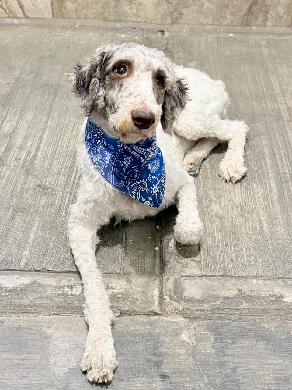Enlarge EDY, a Adopted Labradoodle in Nogales, SON image 2/6