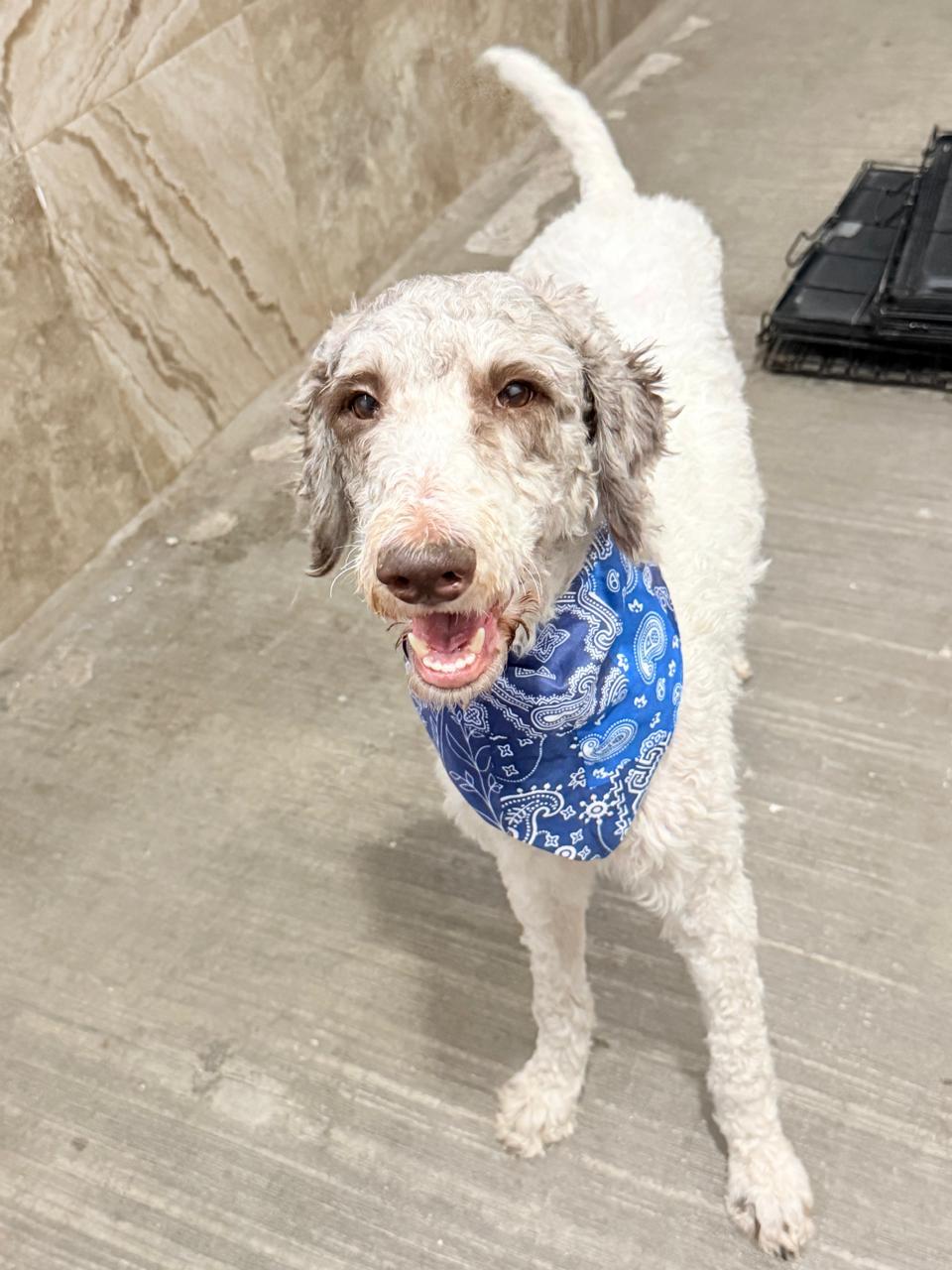 Enlarge EDY, a Adopted Labradoodle in Nogales, SON image 3/6