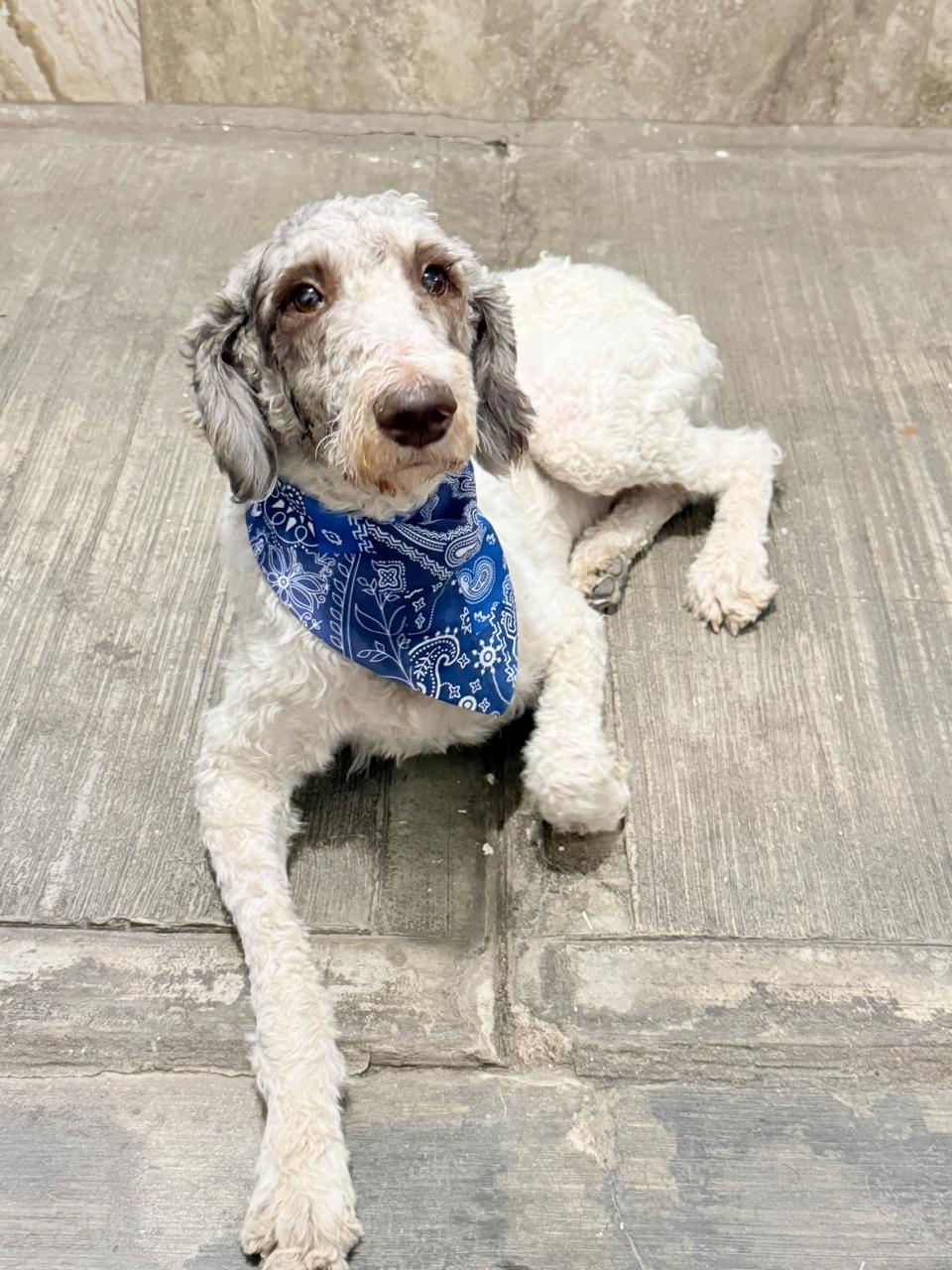 Enlarge EDY, a Adopted Labradoodle in Nogales, SON image 4/6
