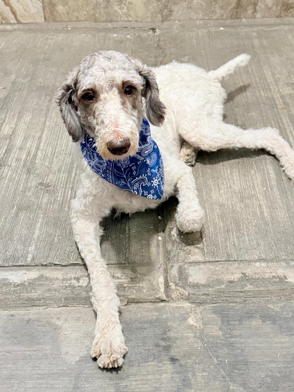 Enlarge EDY, a Adopted Labradoodle in Nogales, SON image 5/6