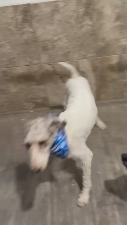 Enlarge EDY, a Adopted Labradoodle in Nogales, SON video 6/6