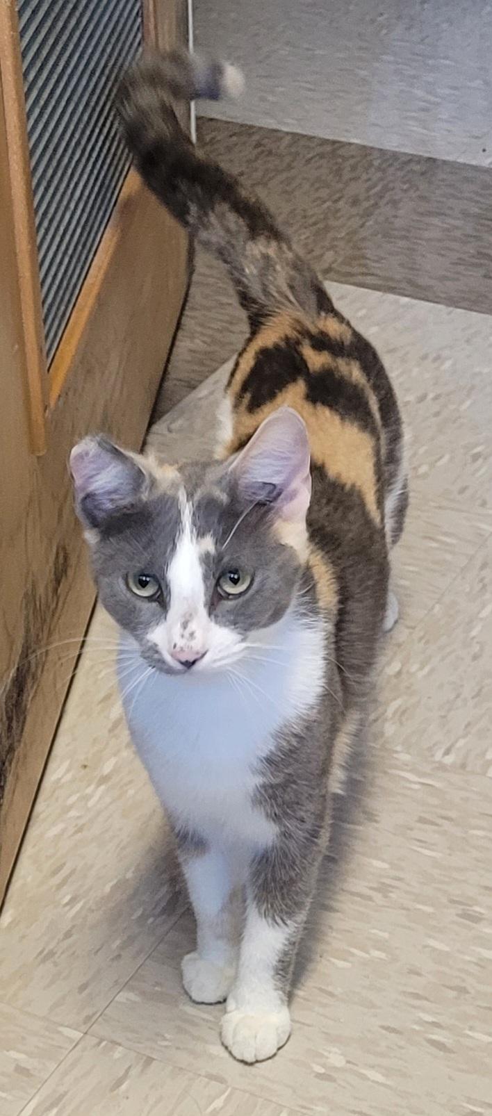 Luna, Adult Female Dilute Calico