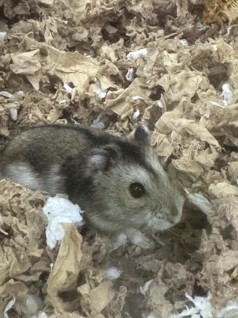 Enlarge Gruyere, a Adoptable Hamster in Indianapolis, IN image 1/1