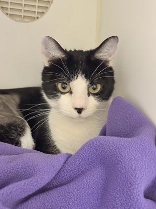 Hammock, a Adoptable mixed breed in Lowell, MA image 1/2