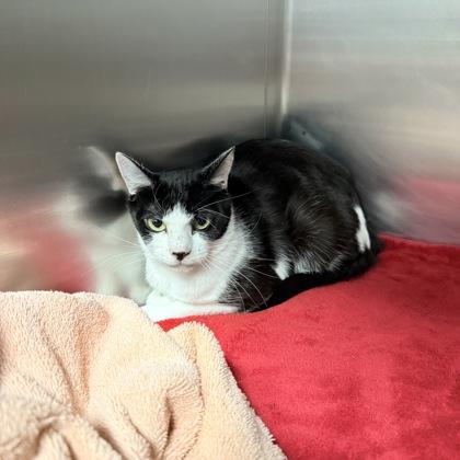 Hammock, Adoptable, Adult Female Domestic Short Hair & Domestic Short Hair.