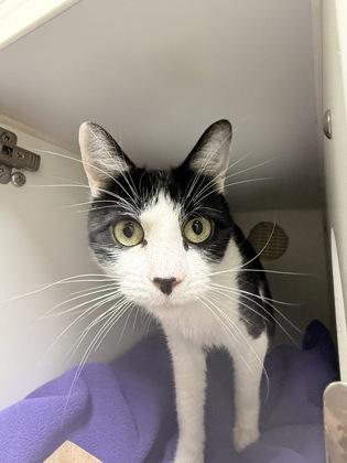 Hammock, a Adoptable mixed breed in Lowell, MA image 2/2