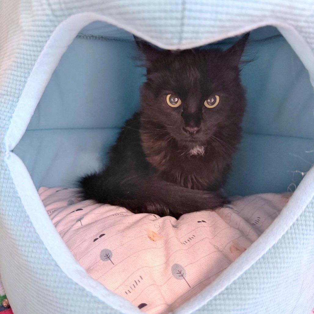 Enlarge Beverly, a Adoptable Domestic Medium Hair in Medford, OR image 1/1