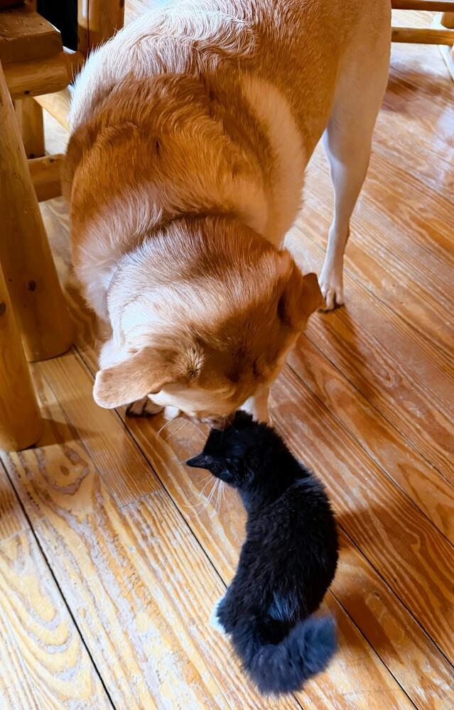 Enlarge Morgan, a Adoptable Domestic Medium Hair in Mooresville, NC image 1/3