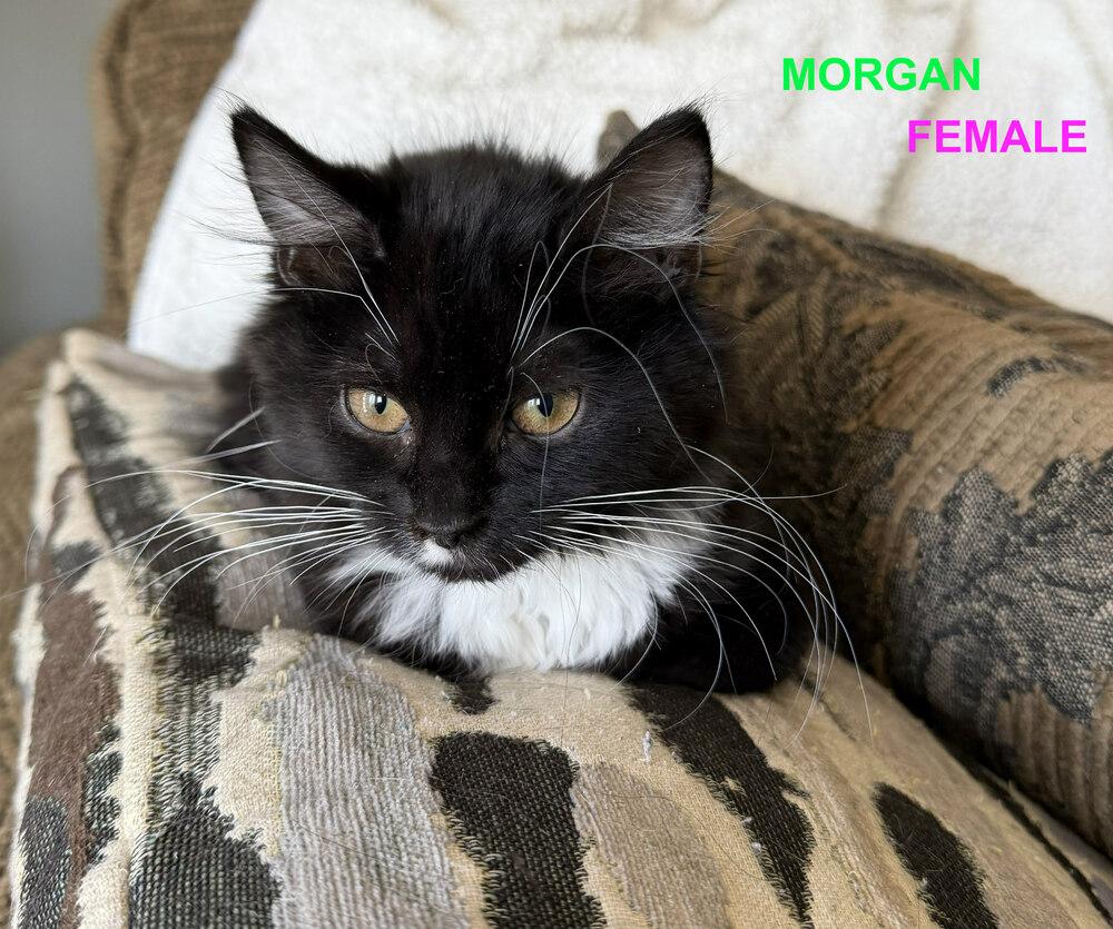 Enlarge Morgan, a Adoptable Domestic Medium Hair in Mooresville, NC image 2/3