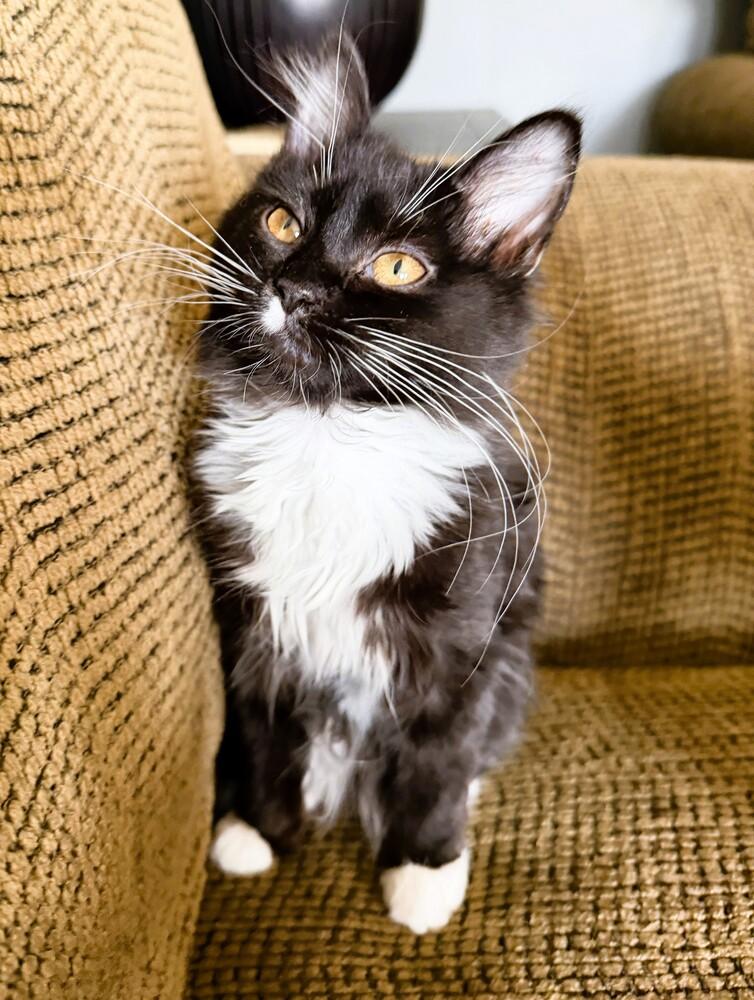 Enlarge Morgan, a Adoptable Domestic Medium Hair in Mooresville, NC image 3/3
