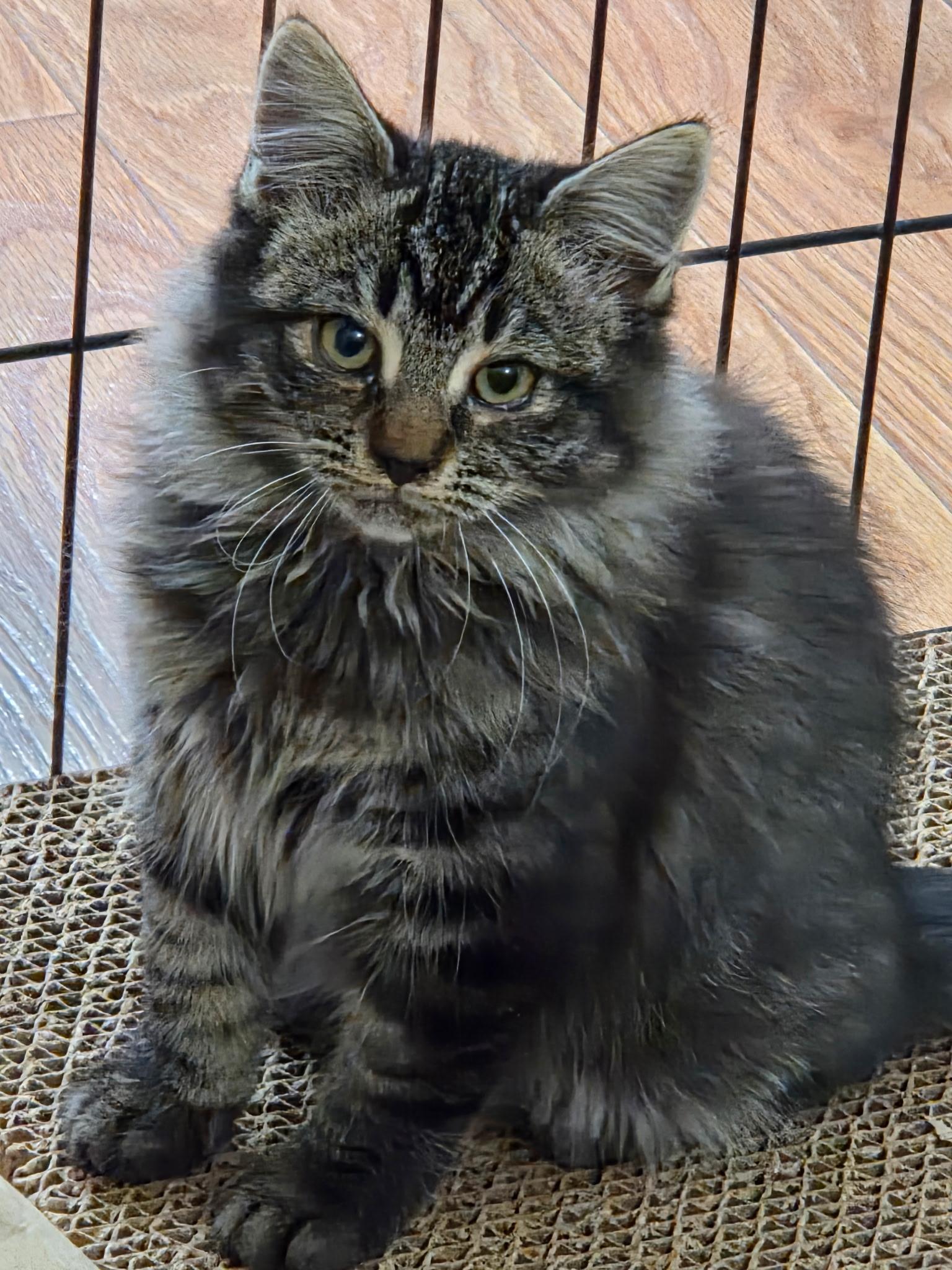 Jollie, an adopted mixed breed in Sacramento, CA image 3/3