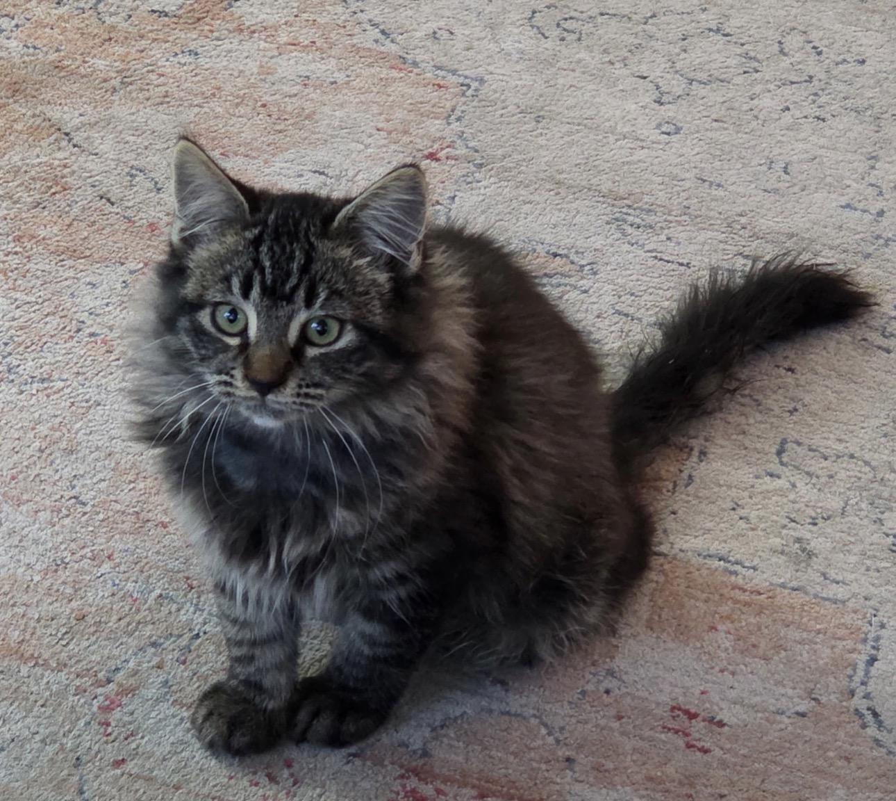 Jollie, an adopted mixed breed in Sacramento, CA image 2/3