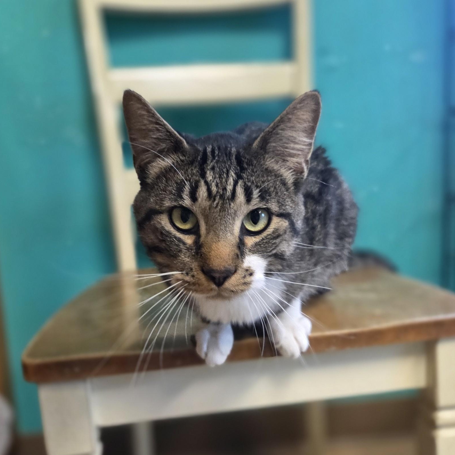 No Rhyme No Reason, Adoptable, Adult Male Domestic Short Hair.