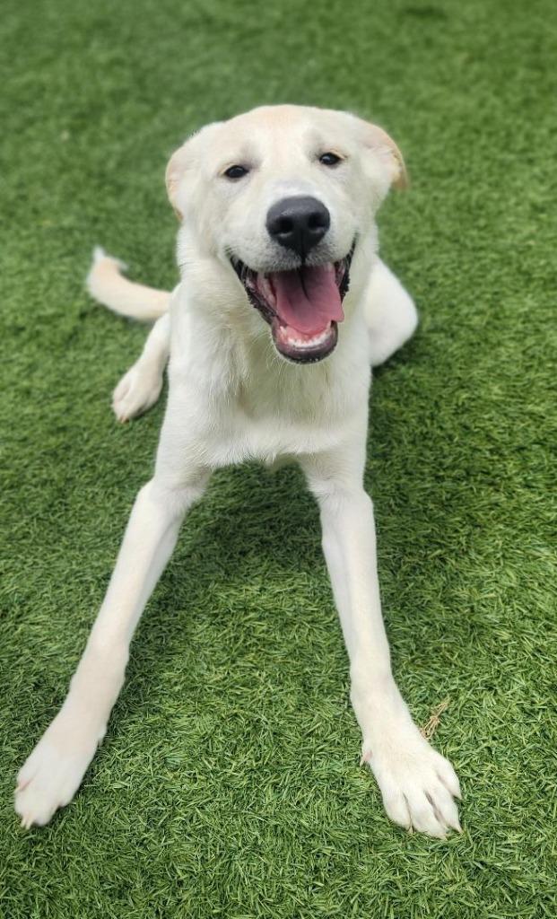 Poptart, Adoptable, Young Female Labrador Retriever.