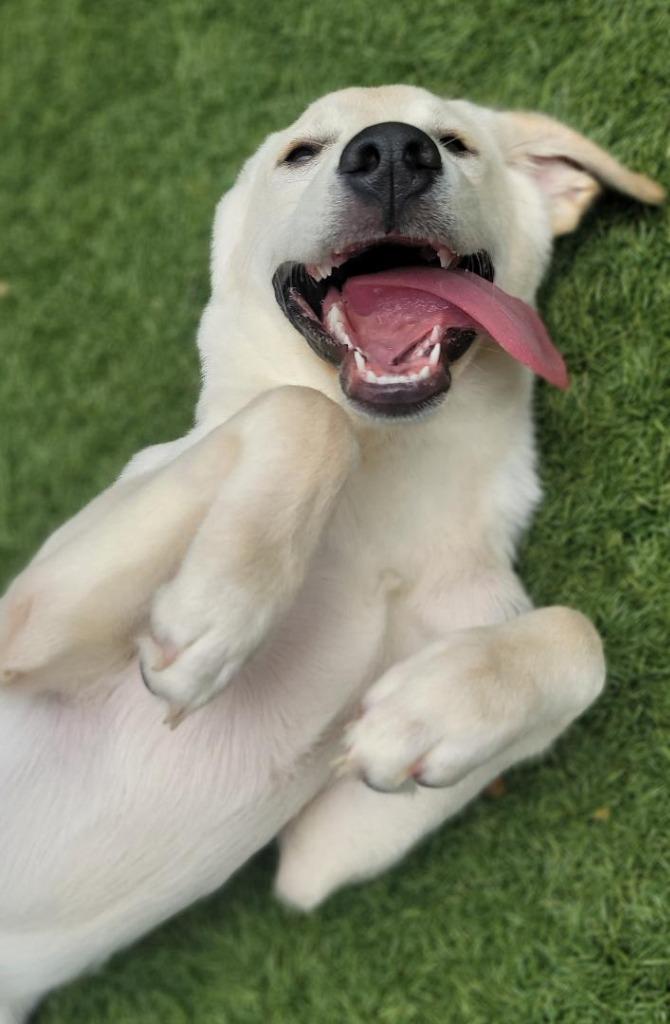 Poptart, a Adoptable mixed breed in Little Elm, TX image 2/3