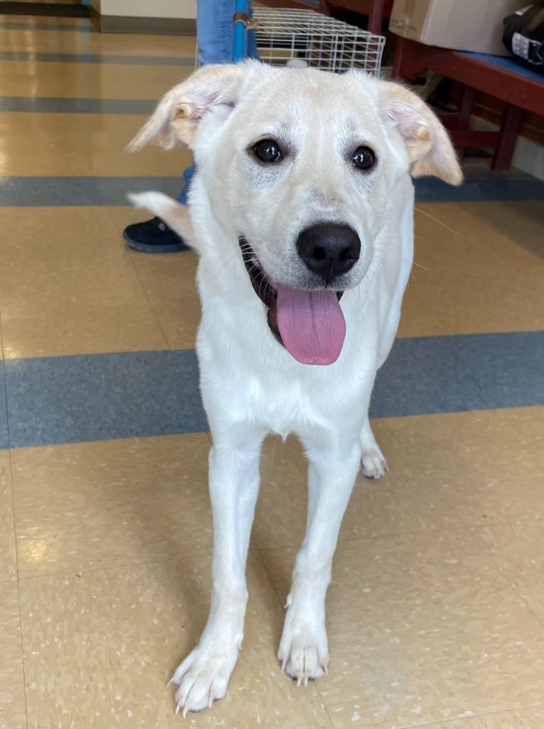 Poptart, a Adoptable mixed breed in Little Elm, TX image 3/3