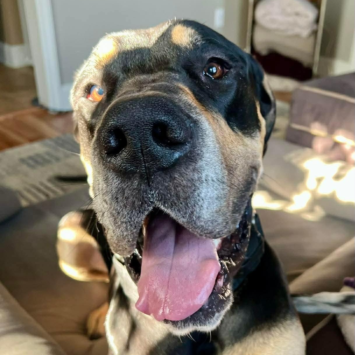 Enlarge Hank, an adopted mixed breed in Hamburg, NY image 5/6