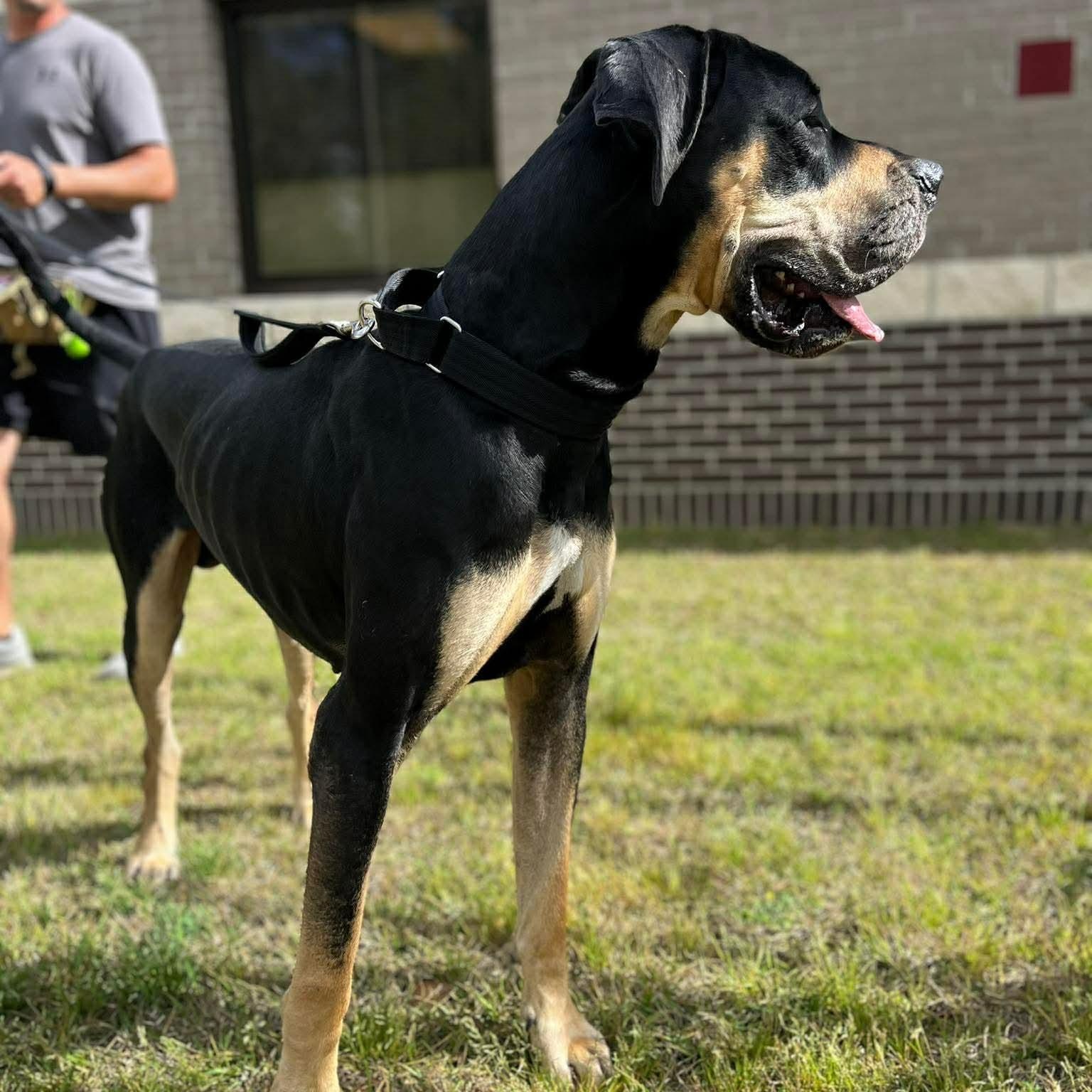 Enlarge Hank, an adopted mixed breed in Hamburg, NY image 2/6