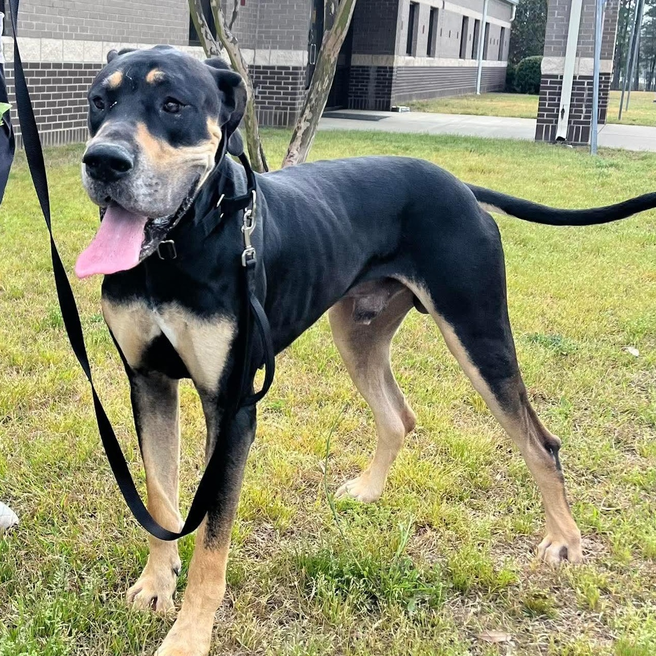 Enlarge Hank, an adopted mixed breed in Hamburg, NY image 4/6