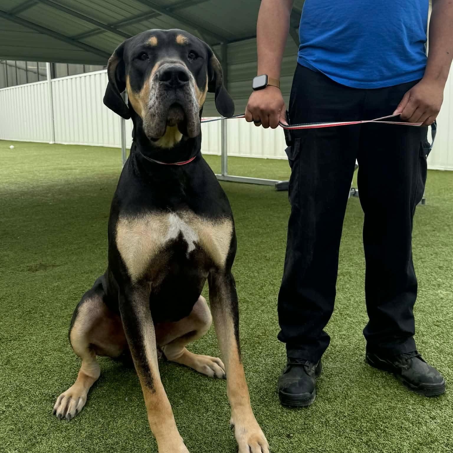 Enlarge Hank, an adopted mixed breed in Hamburg, NY image 3/6