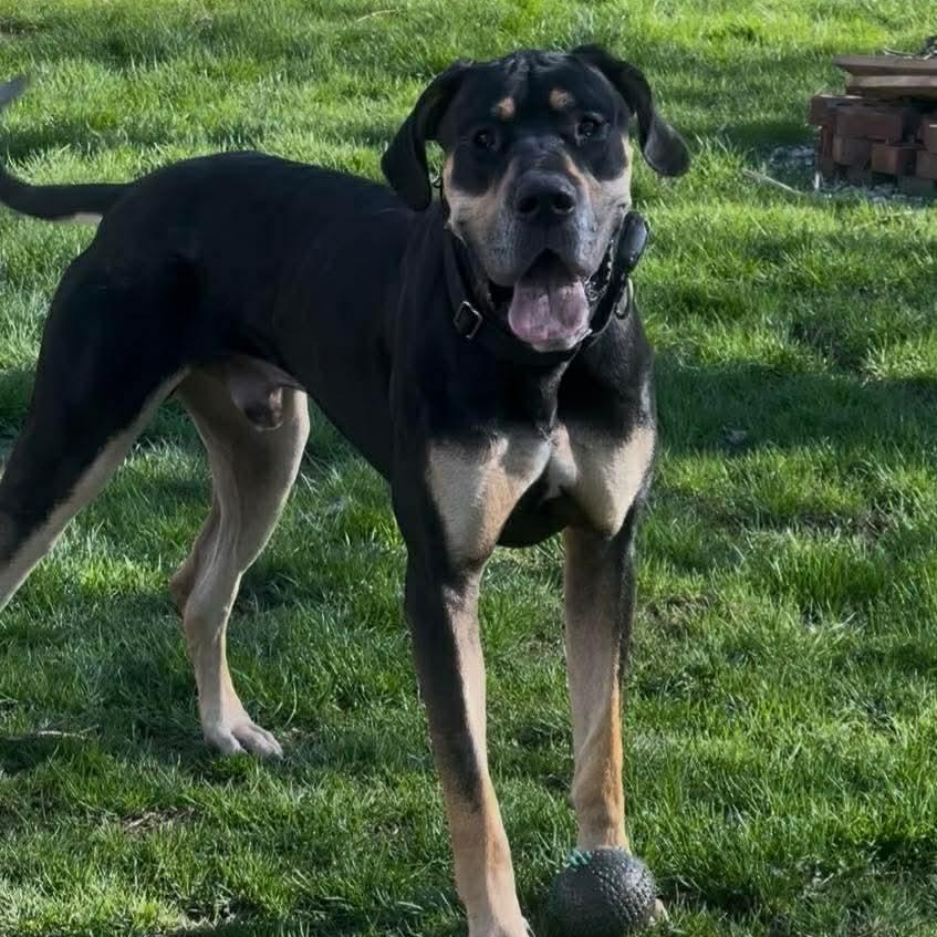Enlarge Hank, an adopted mixed breed in Hamburg, NY image 6/6
