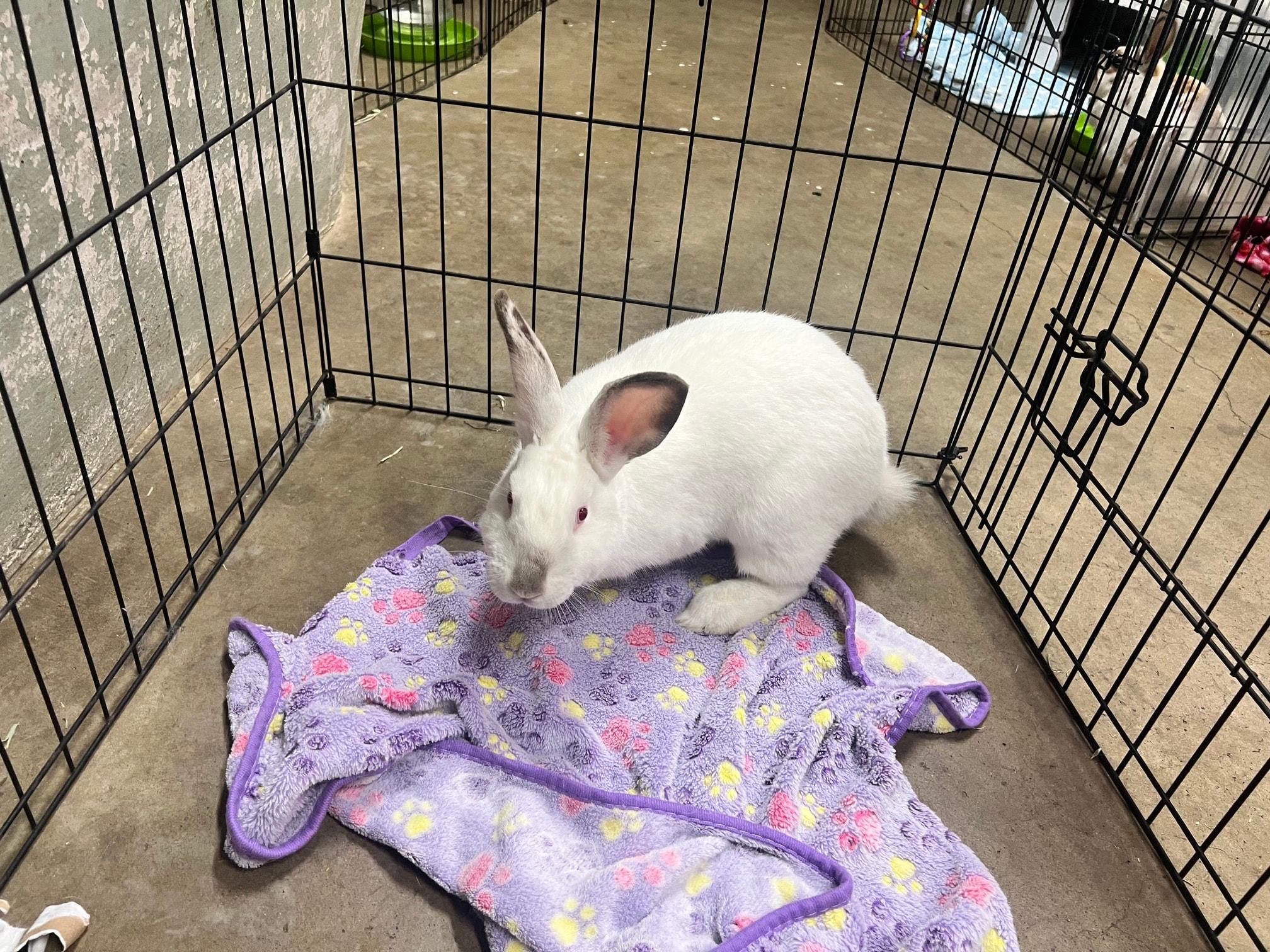 Doc, Adoptable, Young Male Bunny Rabbit.