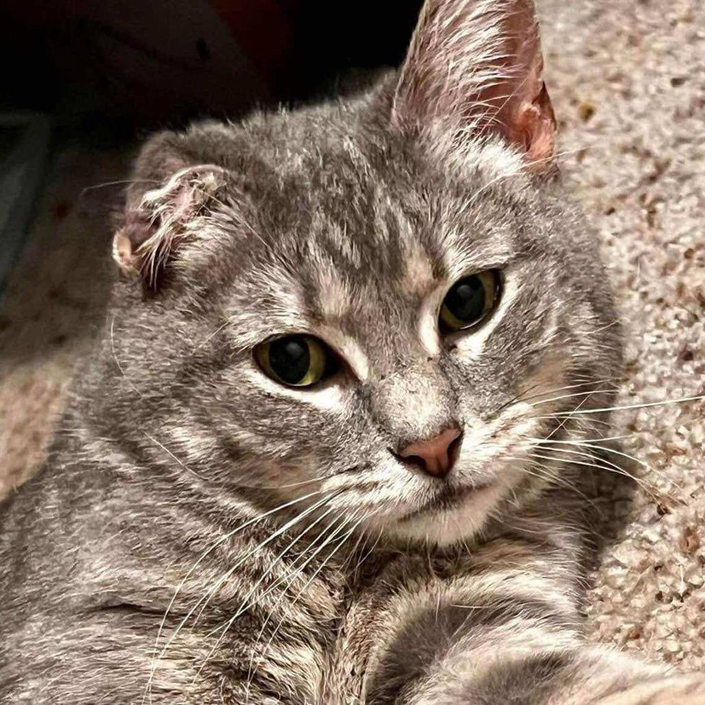 Lou, Adoptable, Adult Female Domestic Short Hair.