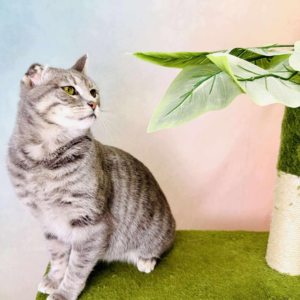 Enlarge Lou, a Adoptable Domestic Short Hair in Wichita, KS image 1/5