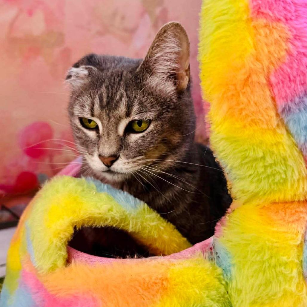 Enlarge Lou, a Adoptable Domestic Short Hair in Wichita, KS image 2/5