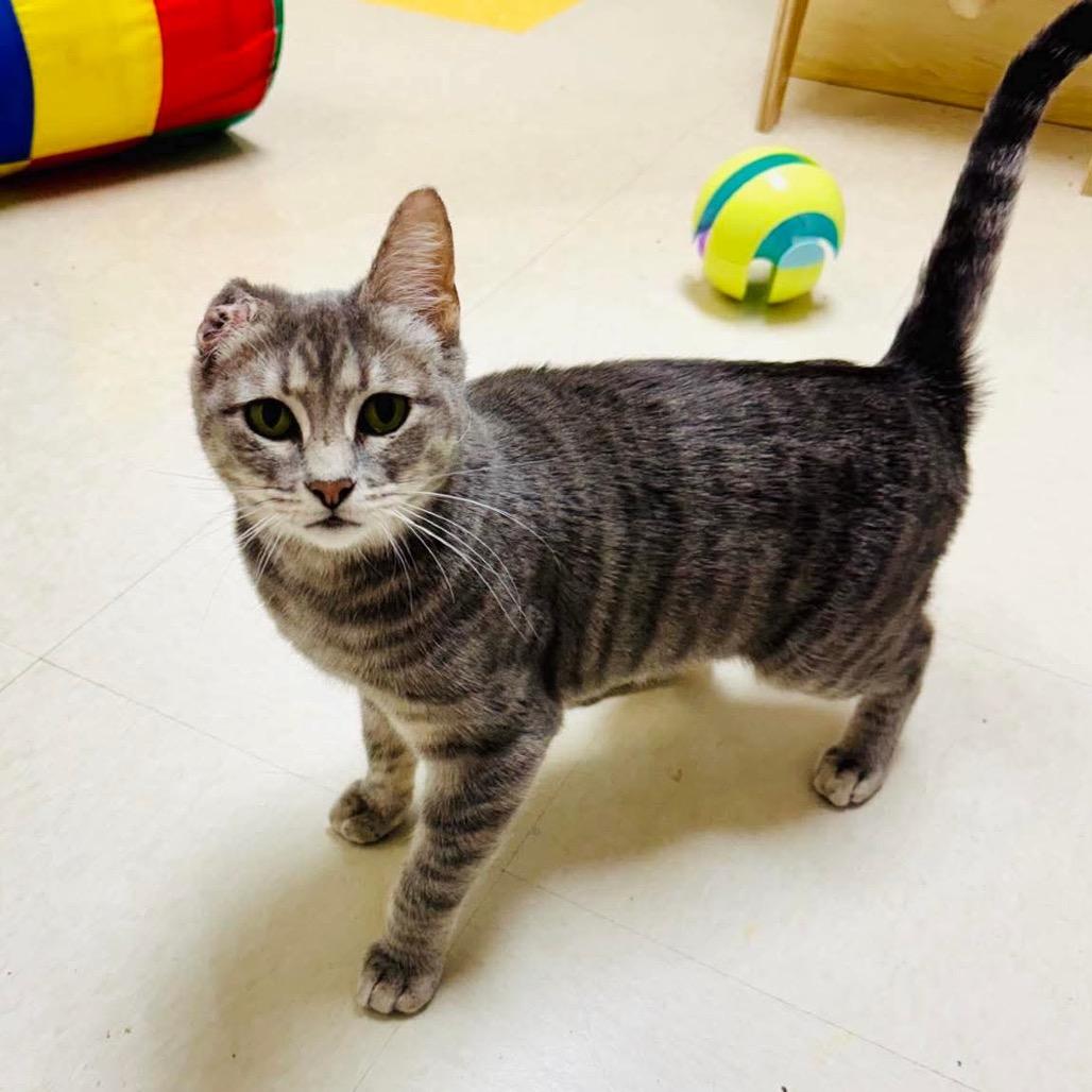 Enlarge Lou, a Adoptable Domestic Short Hair in Wichita, KS image 3/5