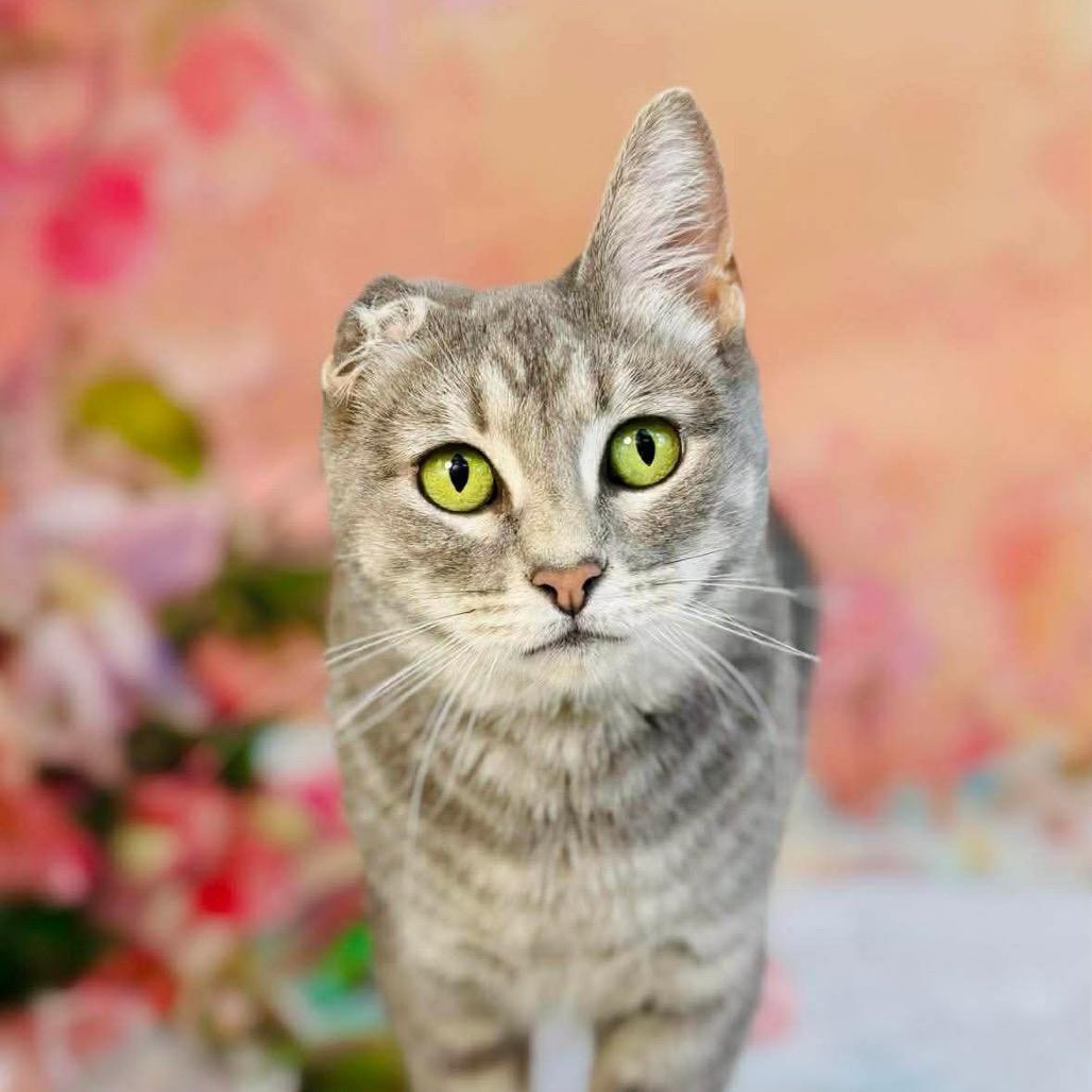 Enlarge Lou, a Adoptable Domestic Short Hair in Wichita, KS image 5/5