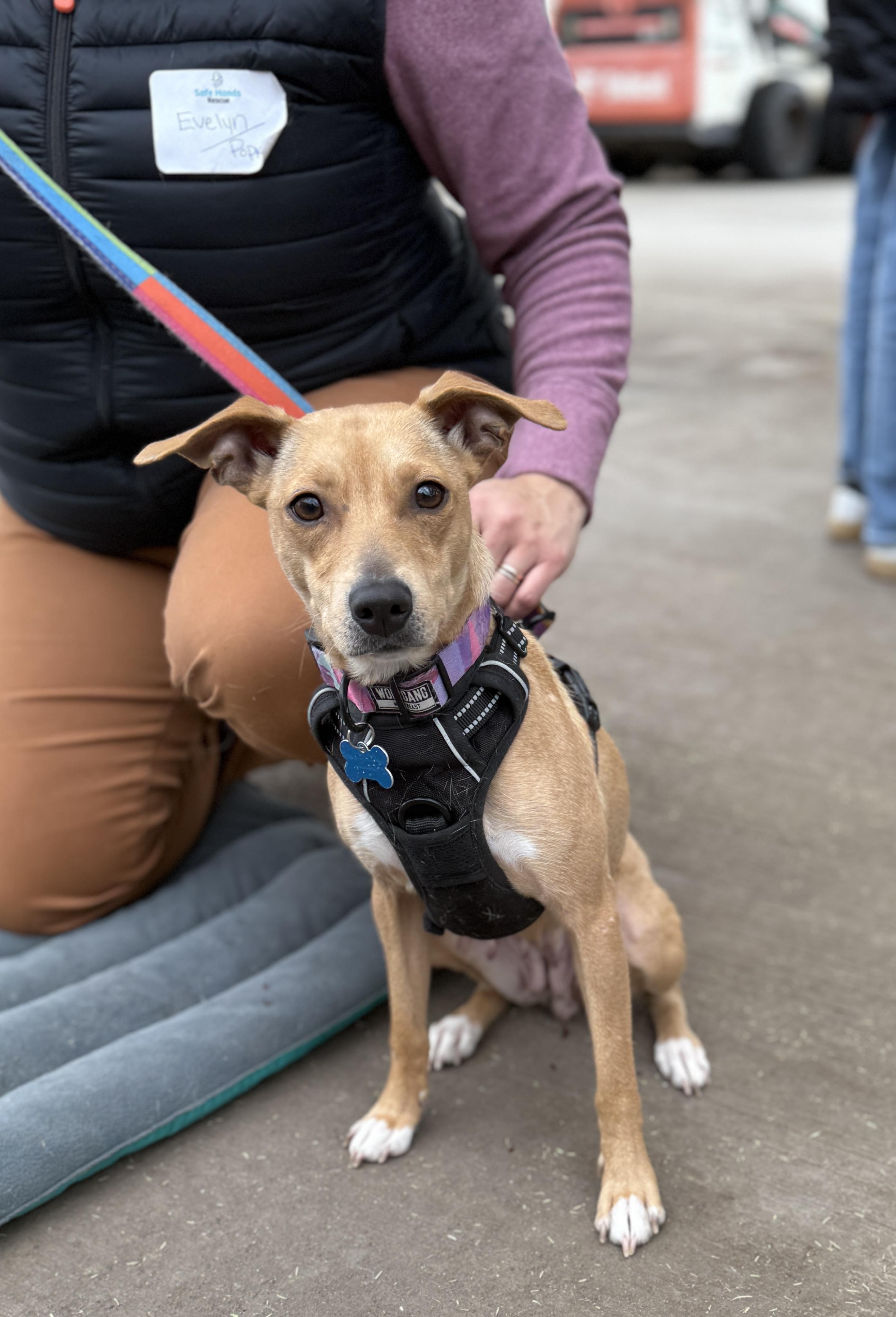Enlarge Poppi, an adoptable mixed breed in Minneapolis, MN image 1/6