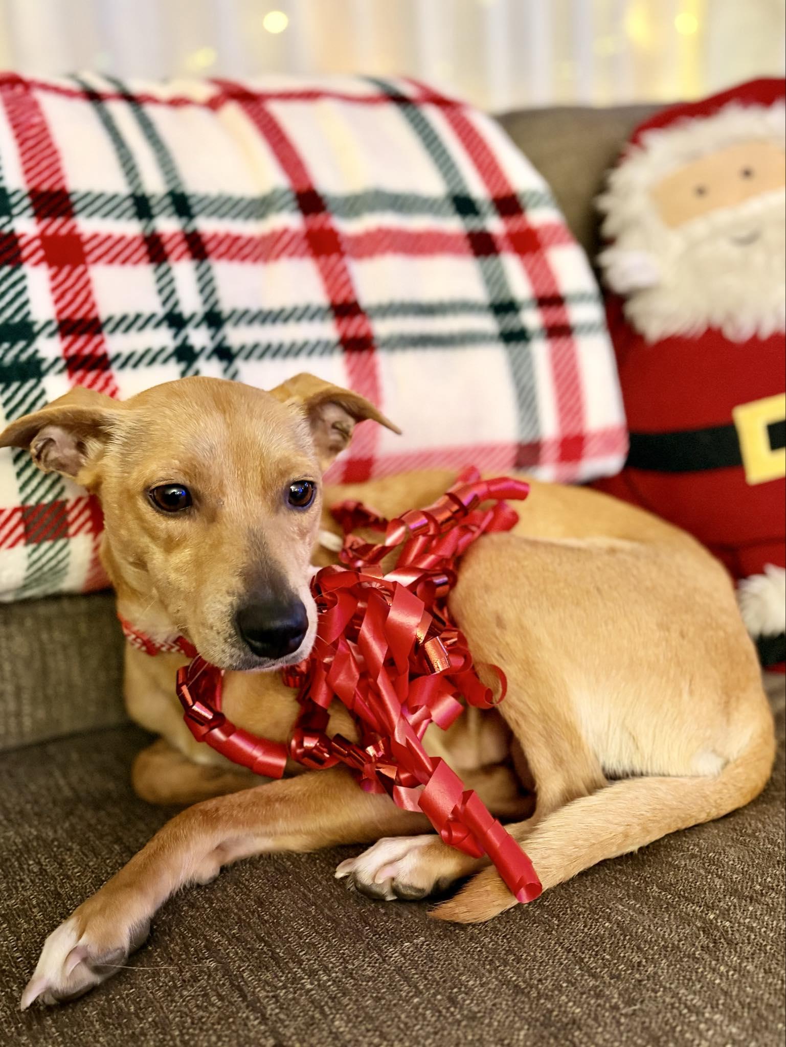 Enlarge Poppi, an adoptable mixed breed in Minneapolis, MN image 3/6