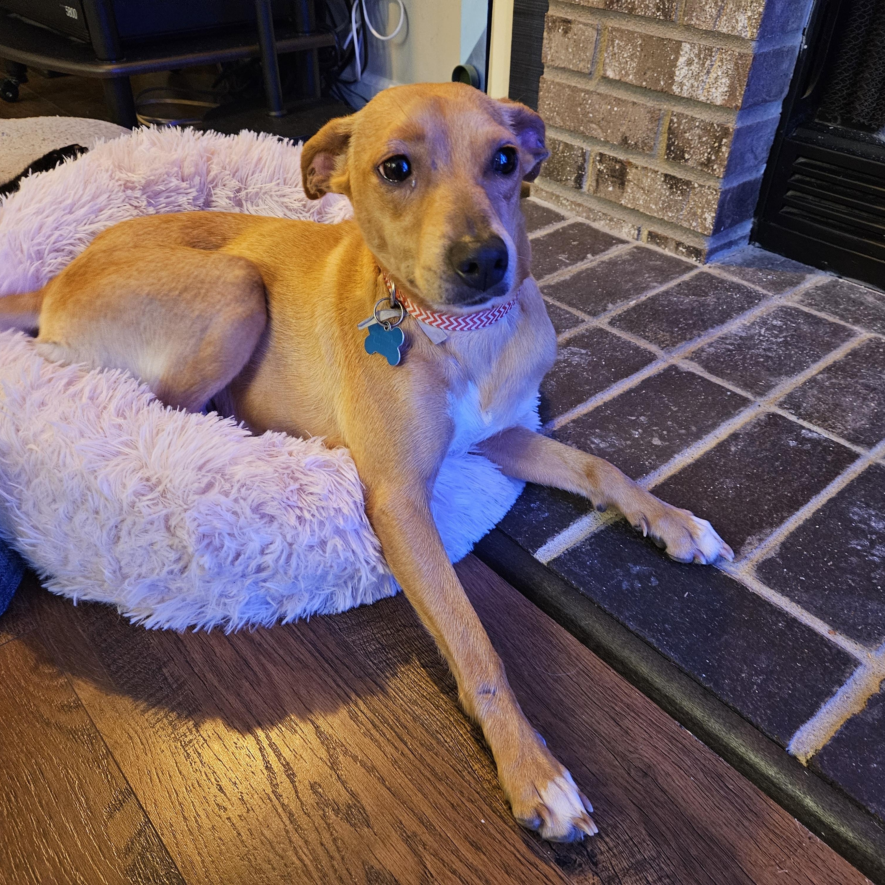 Enlarge Poppi, an adoptable mixed breed in Minneapolis, MN image 4/6