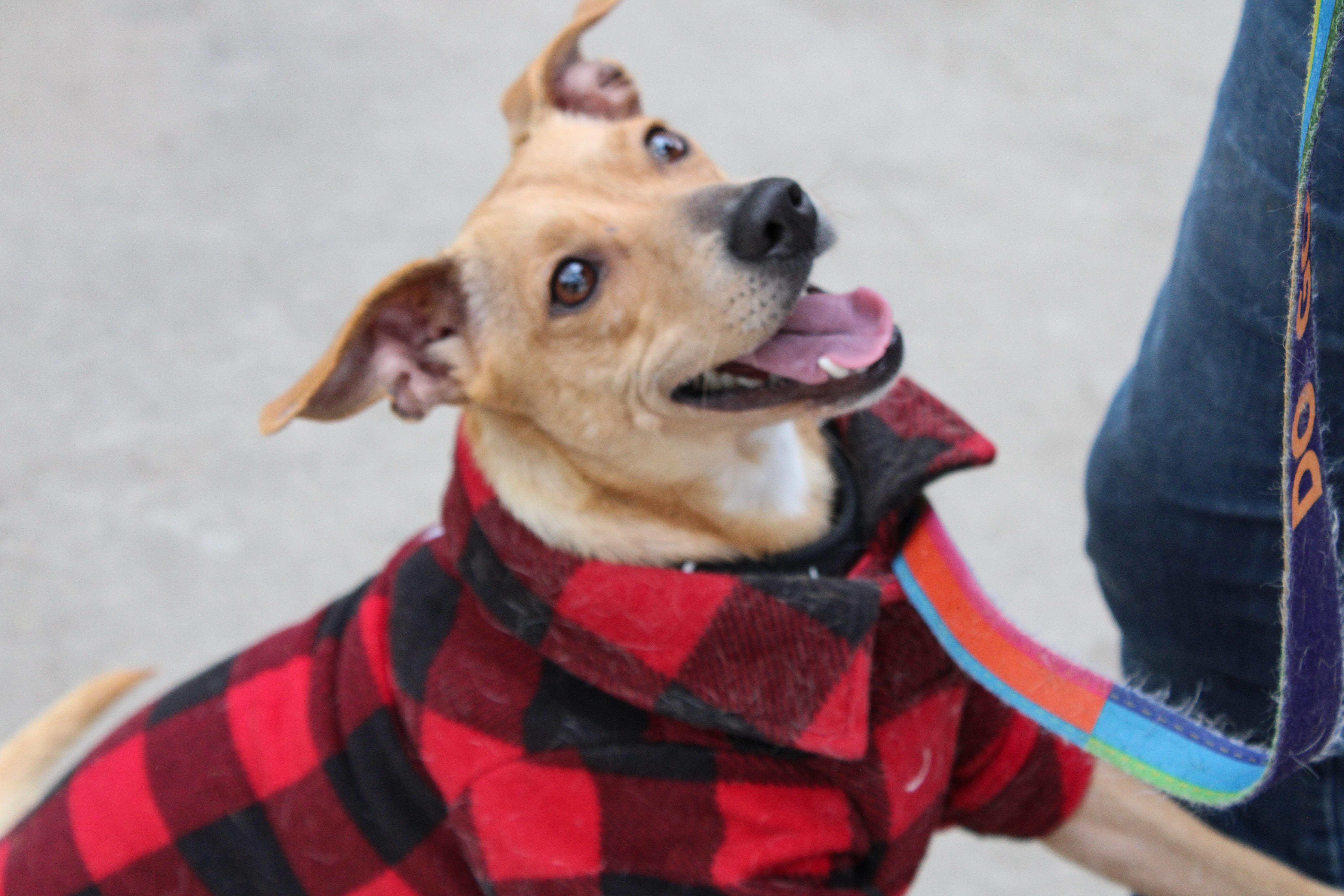 Poppi, adoptable, Young Female Beagle & Hound.