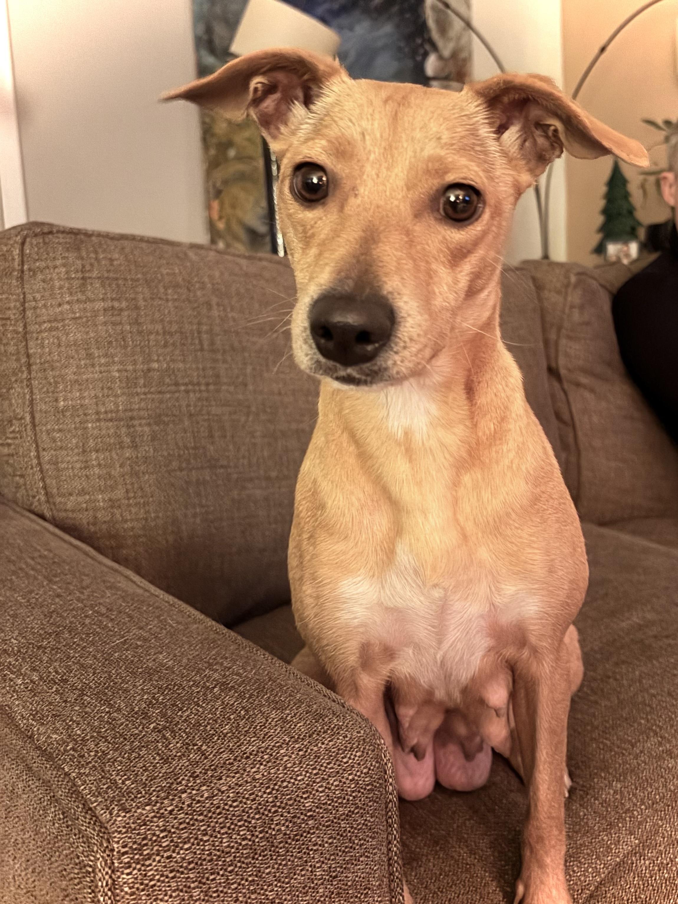 Enlarge Poppi, an adoptable mixed breed in Minneapolis, MN image 1/6