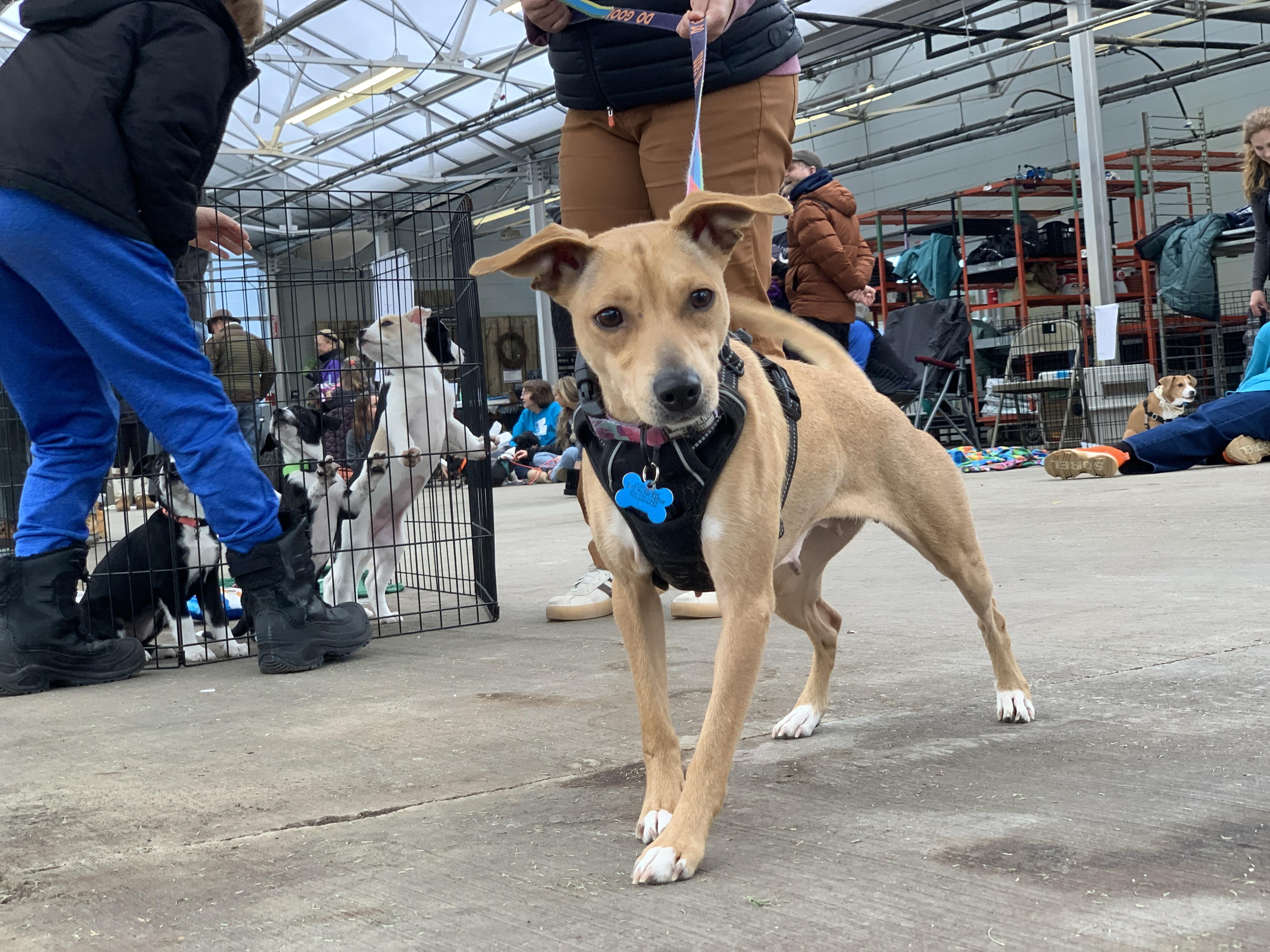 Enlarge Poppi, an adoptable mixed breed in Minneapolis, MN image 3/6