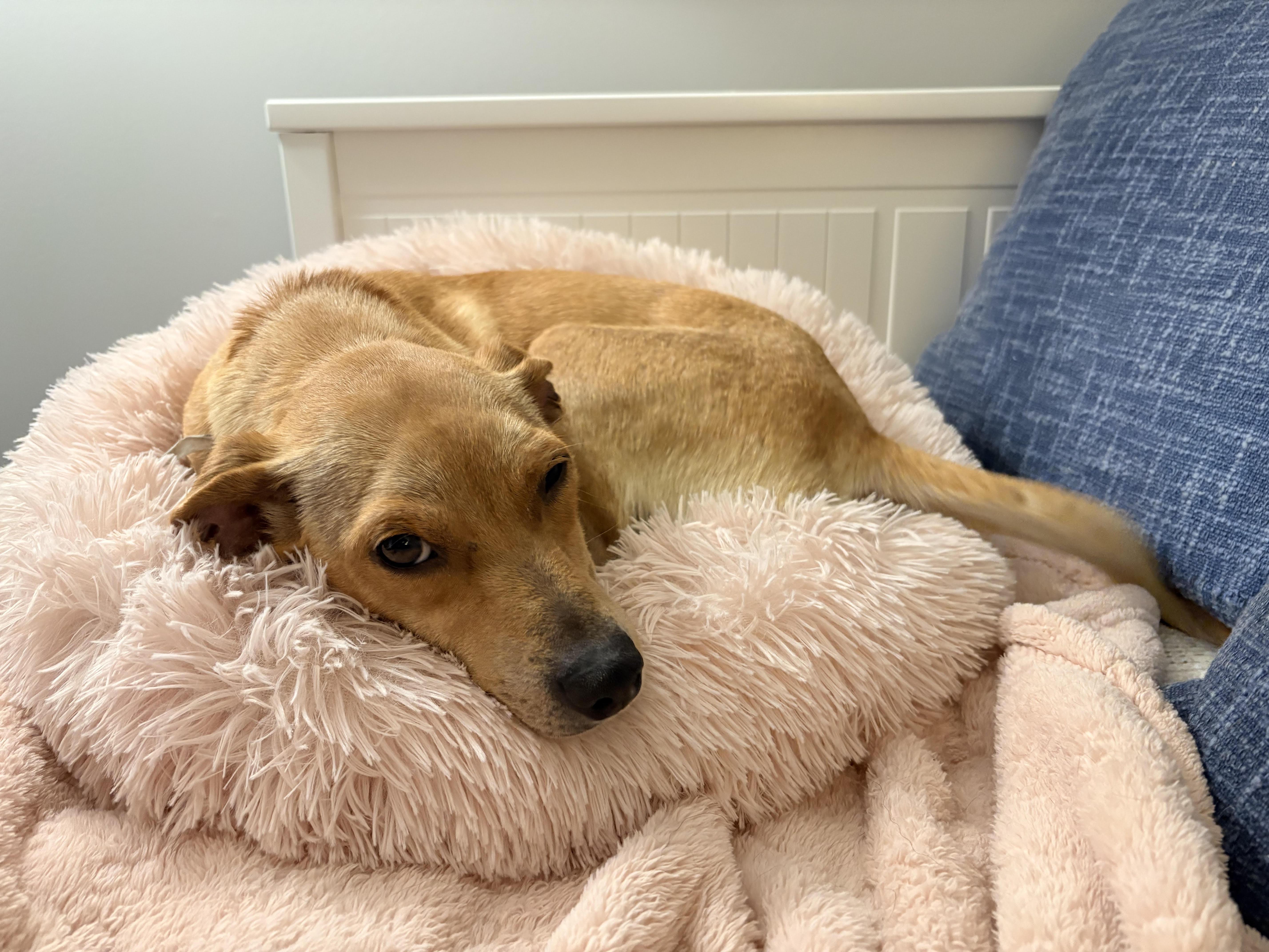 Enlarge Poppi, an adoptable mixed breed in Minneapolis, MN image 6/6