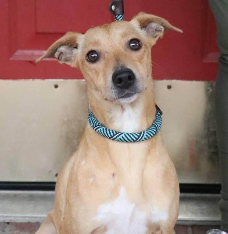 Enlarge Poppi, an adoptable mixed breed in Minneapolis, MN image 2/6