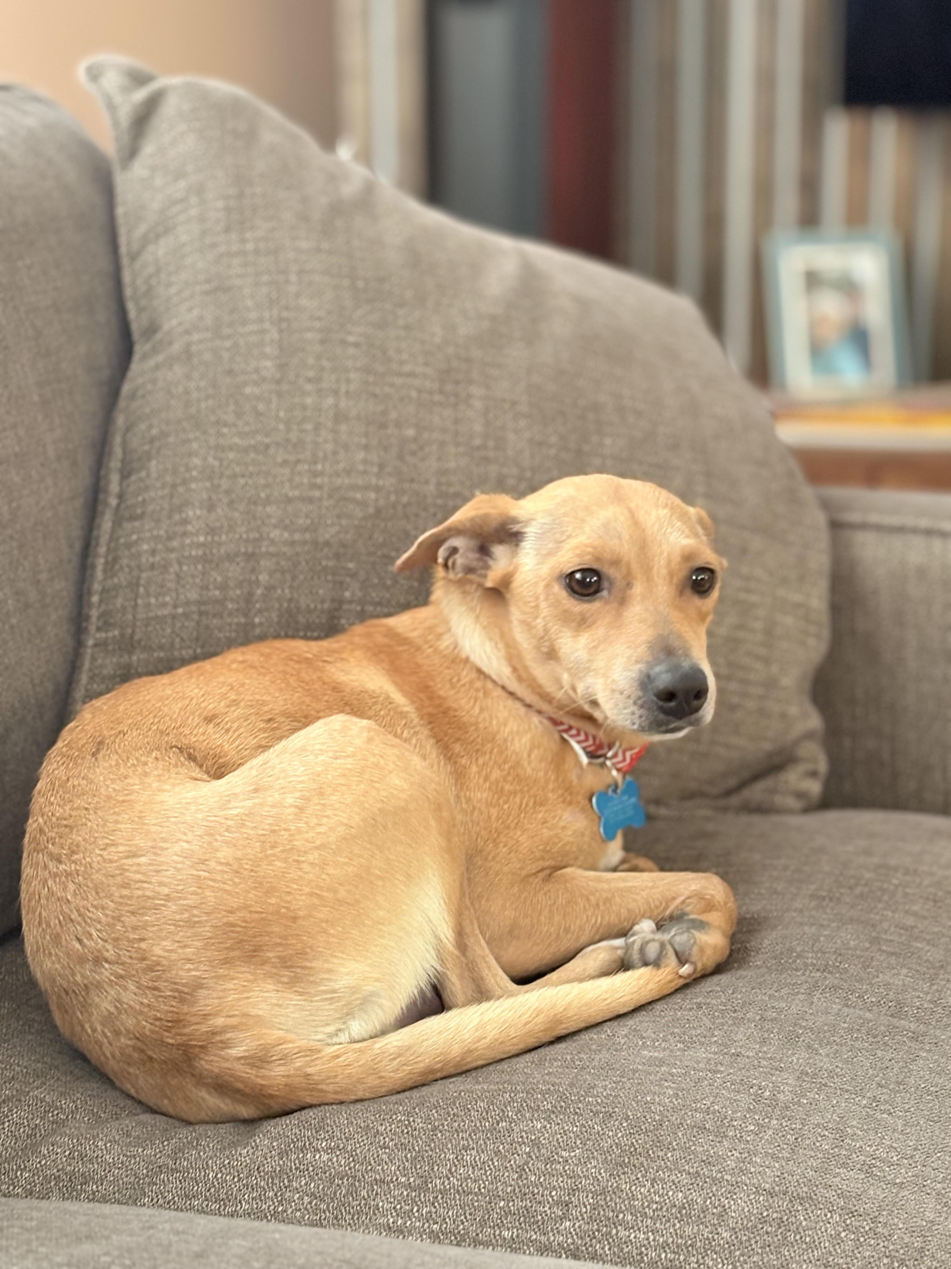 Enlarge Poppi, an adoptable mixed breed in Minneapolis, MN image 5/6