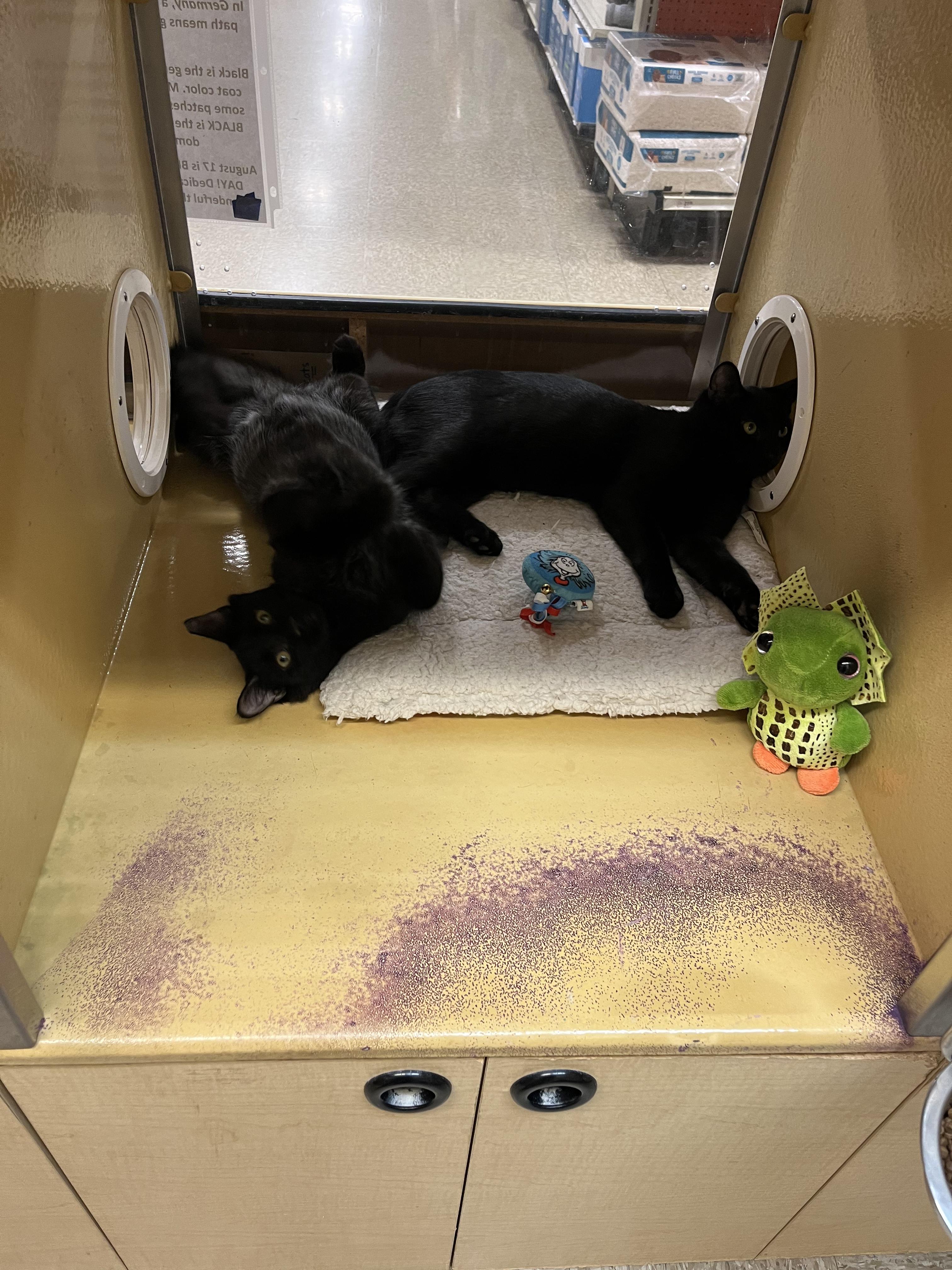Enlarge Andy & Toby, a Adoptable Bombay in Monroe, NC image 5/5