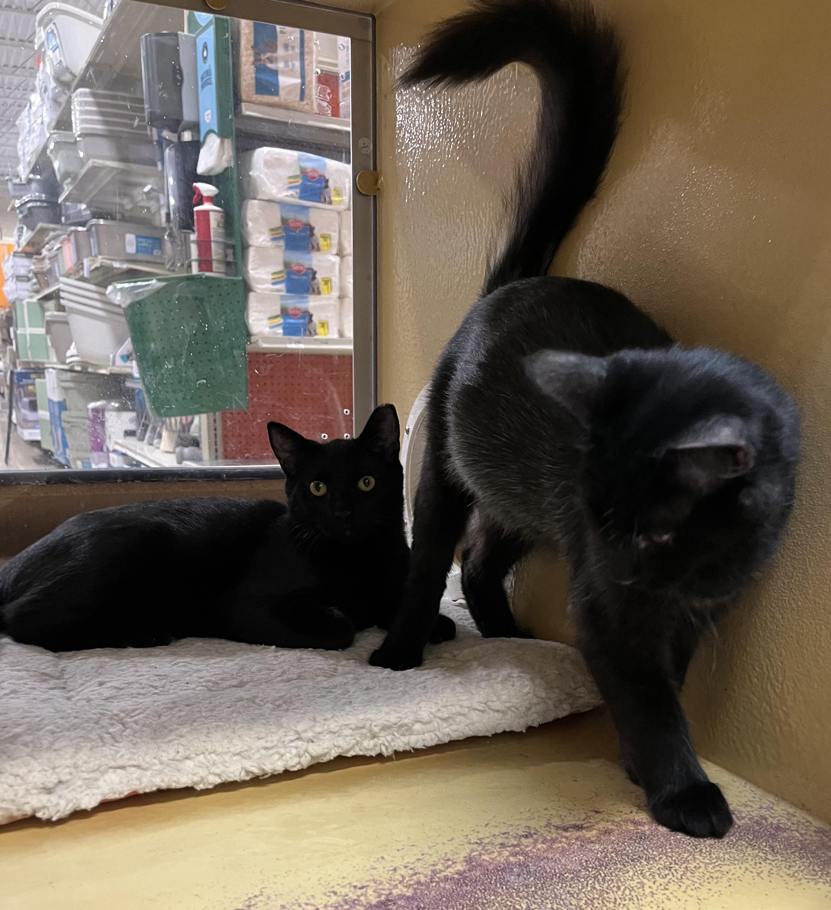 Andy & Toby, Adoptable, Young Male Bombay.