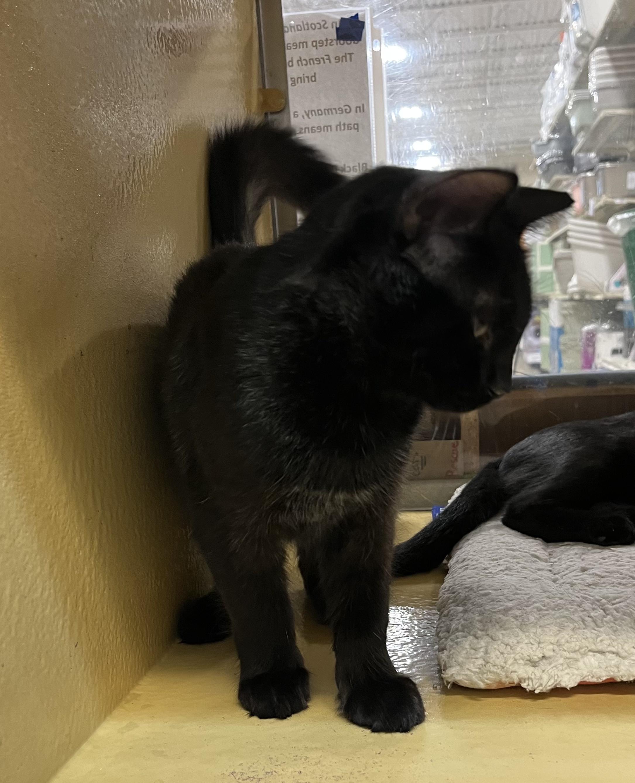Enlarge Andy & Toby, a Adoptable Bombay in Monroe, NC image 3/5