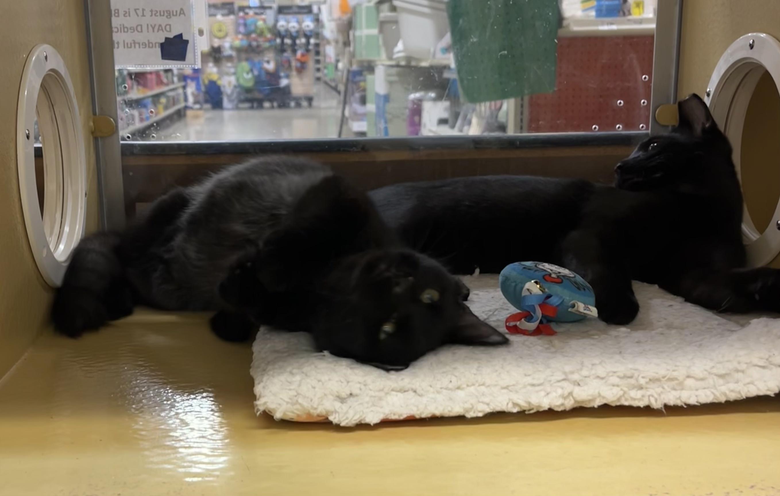 Enlarge Andy & Toby, a Adoptable Bombay in Monroe, NC image 4/5